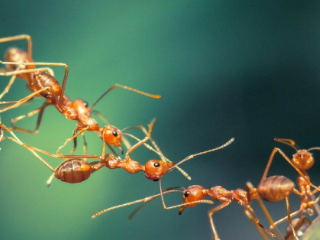Photo de fourmis qui coopèrent
